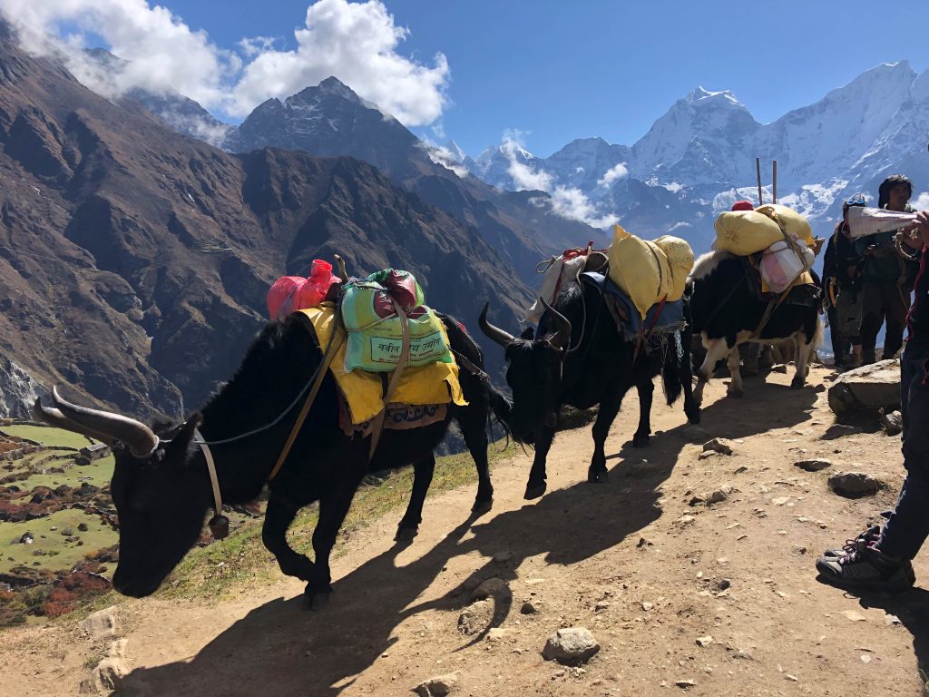 Yaks with colorful cloths line the pathway on the trek.