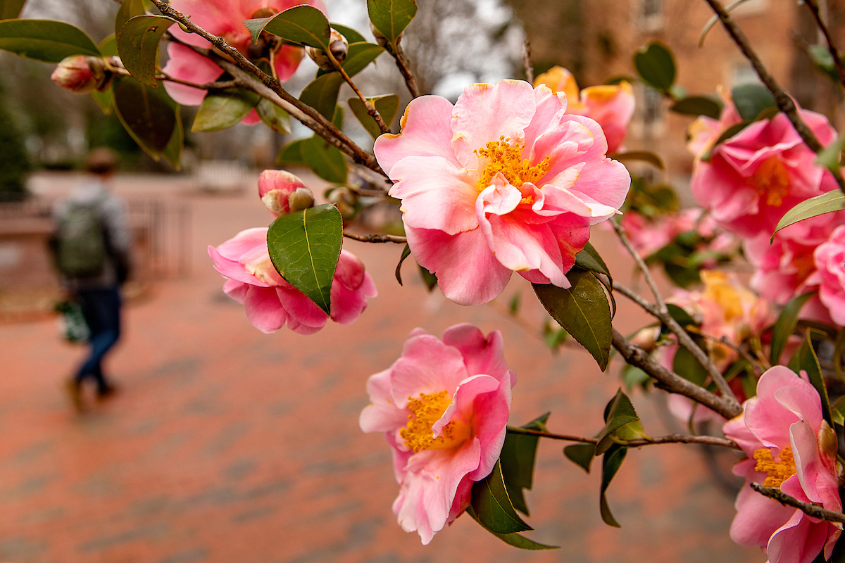 campus flowers blooming on the campus of UNC-Chapel Hill.