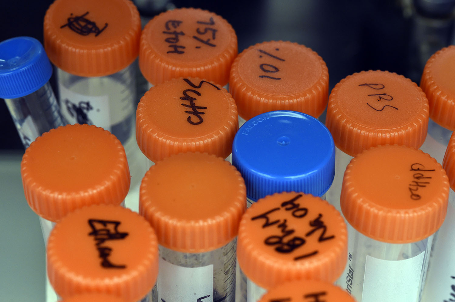 photo shows the orange tops of a groub of lab beakers.