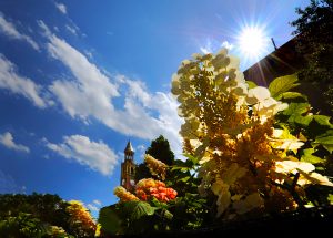 shot of the bell tower at an angle with a beautiful blue sky and orange and yellow flowers in the foreground