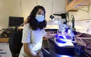 Sriya Kongala wears a mask and sits in front of a microscope. Photo by Donn Young.