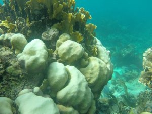 Bleached corals in the Caribbean Sea. (photo courtesy of Karl Castillo)
