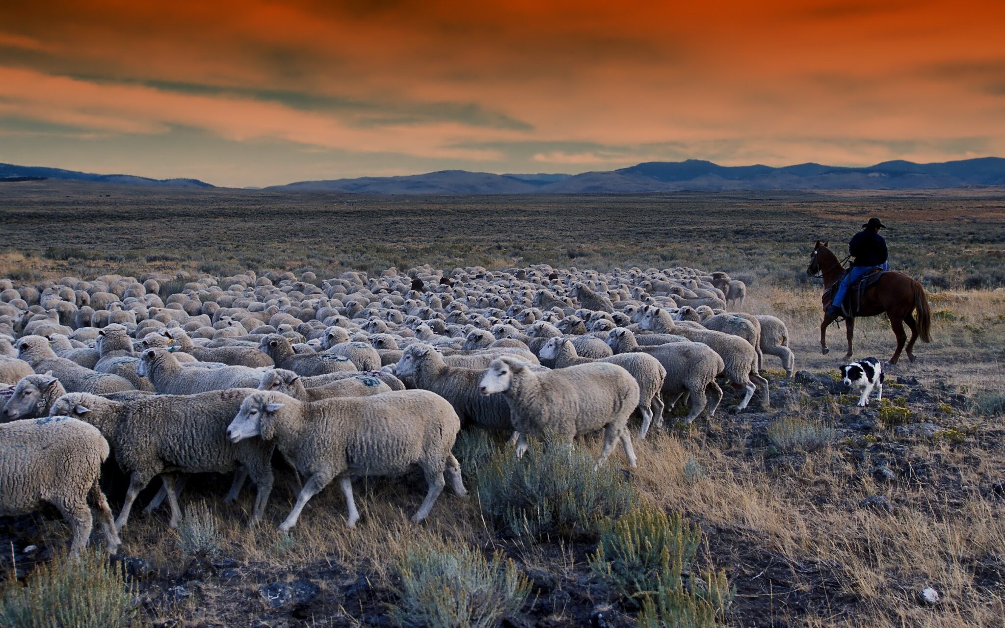 A dog helps move a herd of sheep in a specific direction. (photo by David Mark/Pixabay)