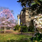 Spring 2021 photo on campus shows white flowers and a pink flowering tree on campus. (photo by Donn Young)