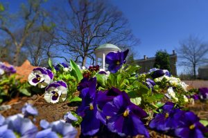 Spring purple and white flowers are in the foreground; the Old Well in the background. Photo by Donn Young.