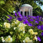The Old Well with purple flowers summer 2021. (photo by Donn Young)