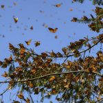 A swarm of monarch butterflies. (photo by Kristen Grace)