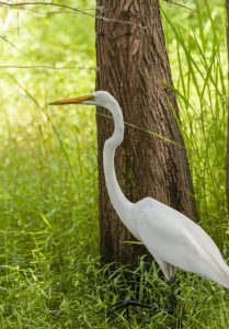 Great egrets, Ardea alba, can be found around the world and are consequently one of the most frequently observed species on iNaturalist. 