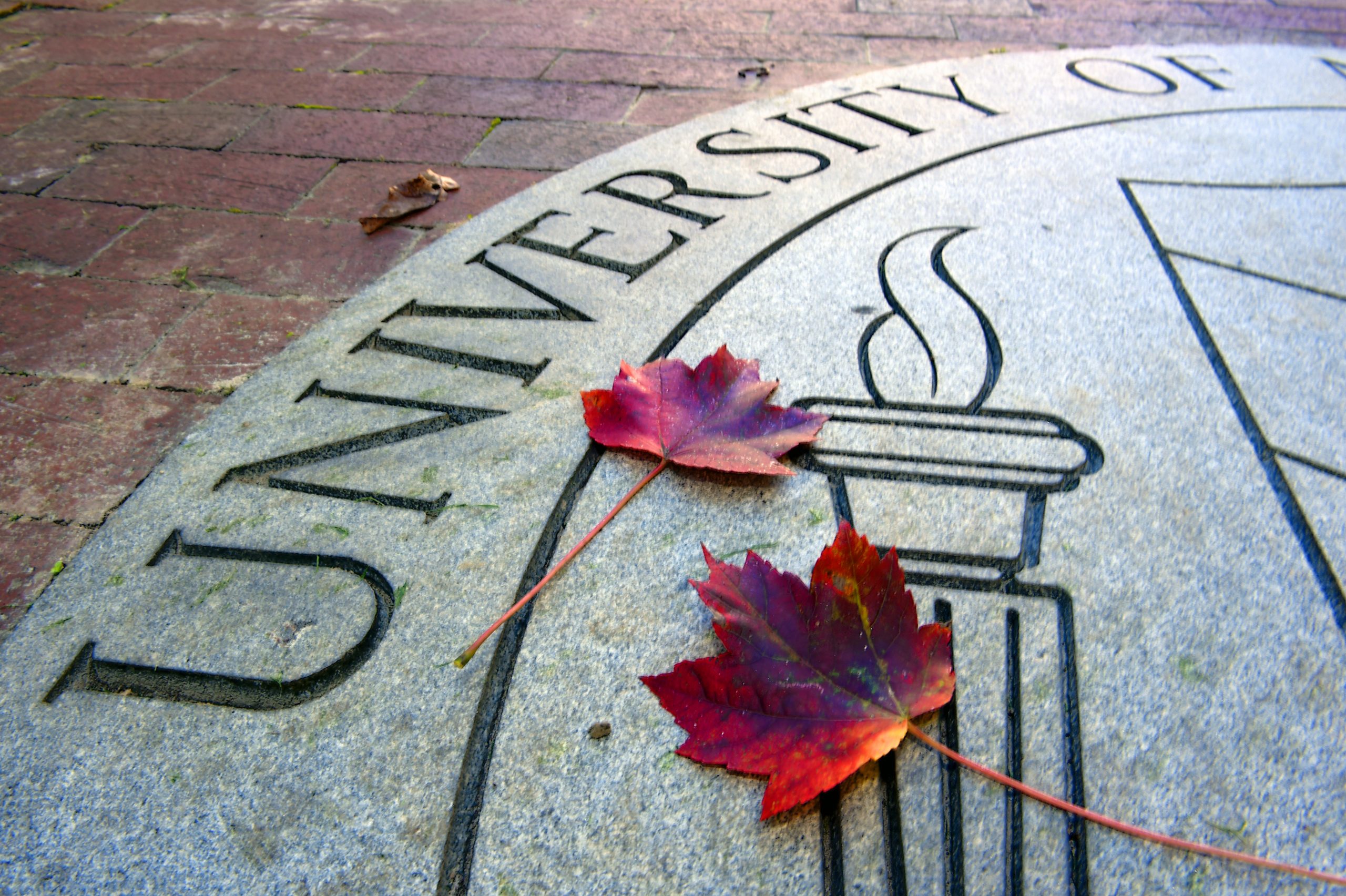 a fall leaf rests on the University seal on the brick near South Building. (photo by Donn Young)