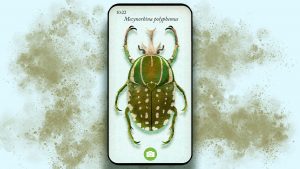 iNaturalist users can rely on the platform’s community to suggest species identifications for plants, fungi and animals. They can also use a companion app known as Seek to generate identifications automatically.