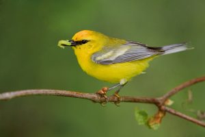 A yellow blue-winged warbler holds a worm in its mouth.