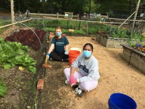 Mackenzie Collura Repp and Gabby Walton plant in the Carolina Community Garden.