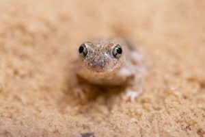 Picture of a North American spadefoot toad in the sand 