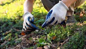 A close-up shot of a gardener wearing gloves and pulling weeds