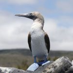 A close-up photo of a bird sitting on rocks with a beautiful landscpae behind
