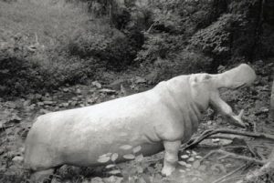 For 13 years (1982-1995), this full-scale cement sculpture of a hippo was located in the Mill Creek branch off Bolinwood Drive in Chapel Hill. In June of 1995, the hippo disappeared. (photo courtesy of Smithsonian Inventory of American Sculpture.)