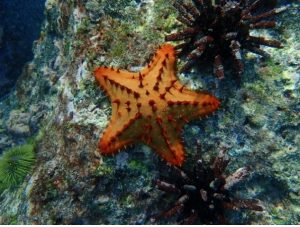Star fish colored bright orange on the bottom of the ocean.