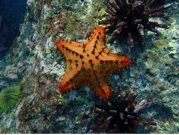 Star fish colored bright orange on the bottom of the ocean.