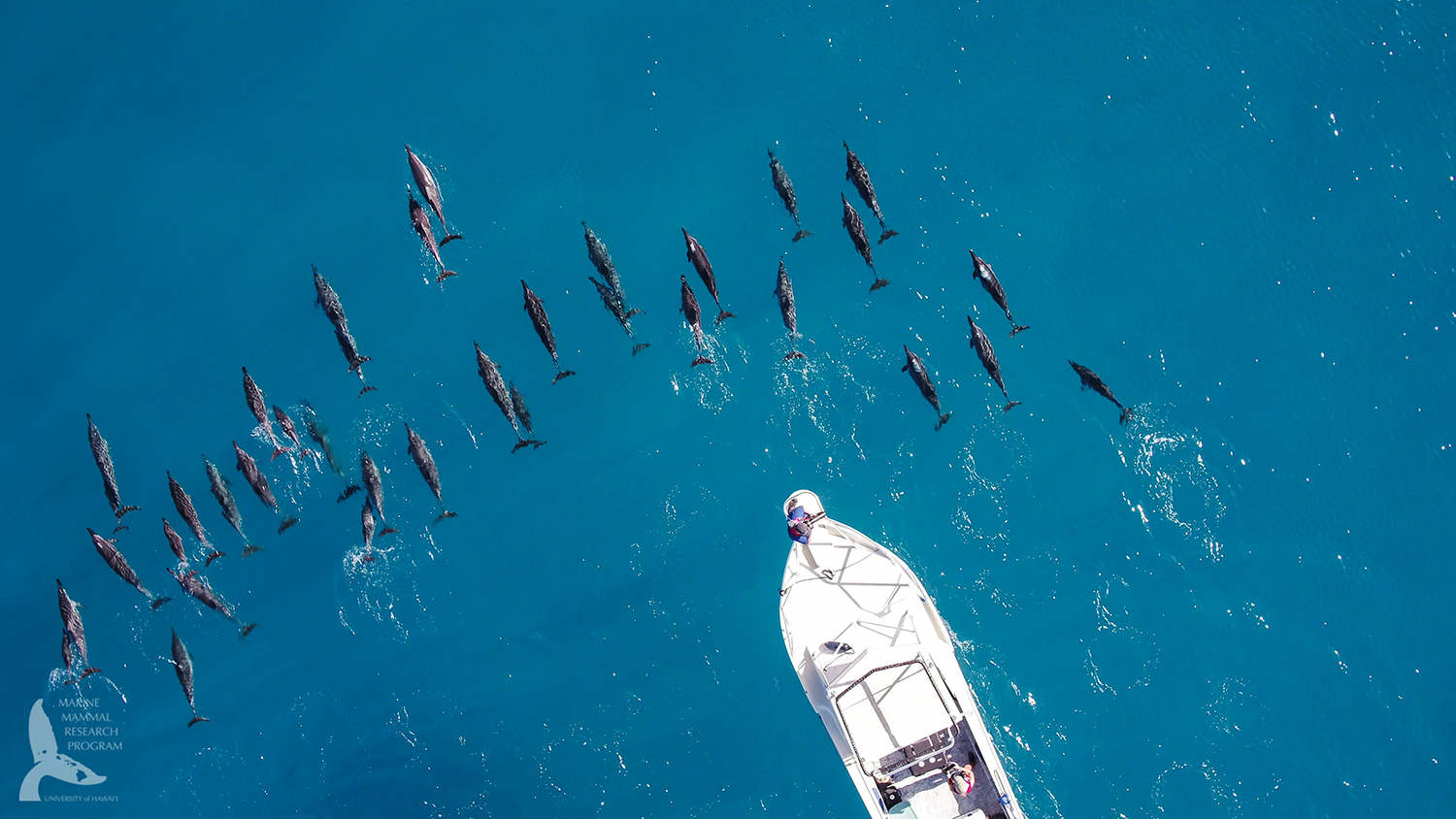 cPherson took this drone photo while conducting her dolphin project on the west coast of O’ahu. Her research assistant captures photos from the bow. (photo by Liah McPherson and taken under NMFS permit 21476)