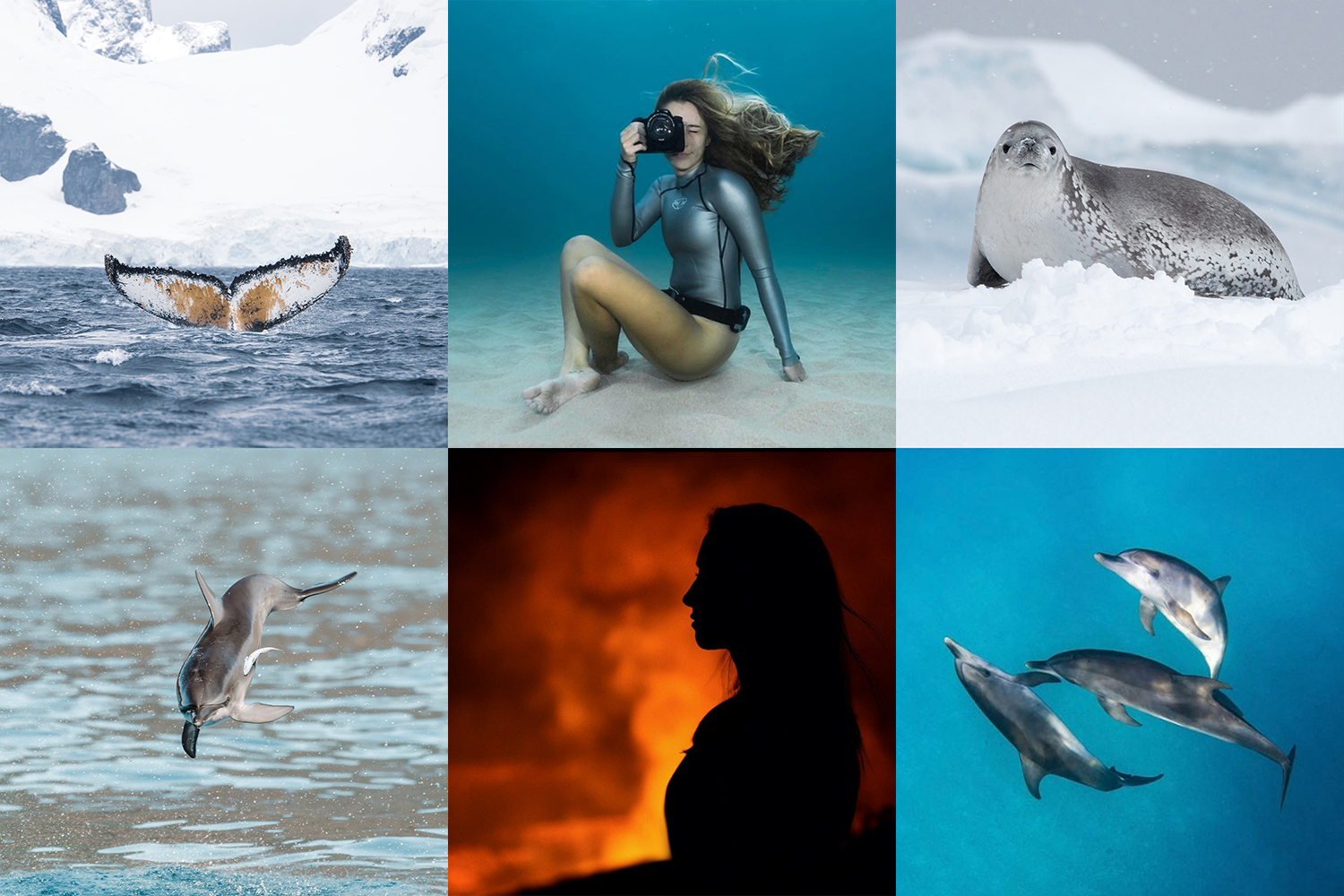 A collage of images shows sea creatures on snow and underwater.
