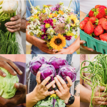 A collage of images of fresh veggies and flowers, all from the Carrboro Farmers Market (photos by Baxter Miller)