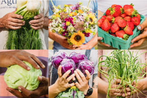 A collage of images of fresh veggies and flowers, all from the Carrboro Farmers Market (photos by Baxter Miller)