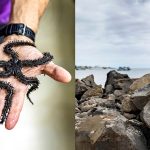 Left: John Bruno holds a Galapagos brittle star — an “echinoderm” that is related to sea urchins and sea stars. Right: John Bruno stands on a bed of rocks near the water.