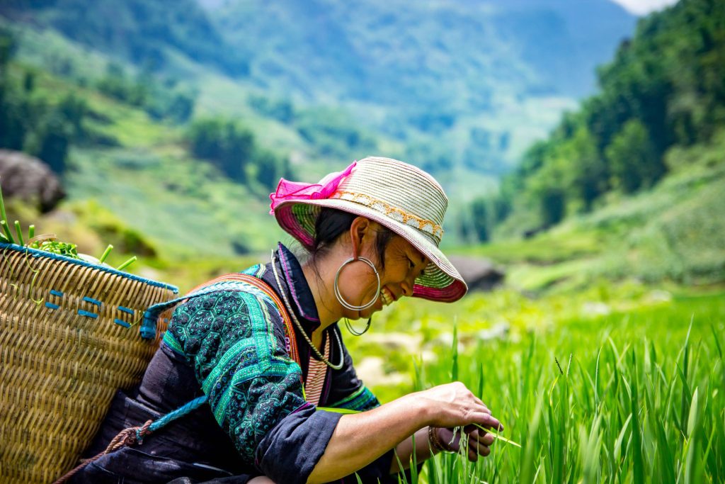 A Hmong woman stands in the field with a straw hat and a straw basket on her back.
