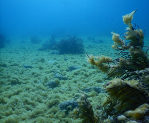a reef completely swamped by a benthic cyanobacterial bloom at the Salt Pier in Bonaire, Netherlands.