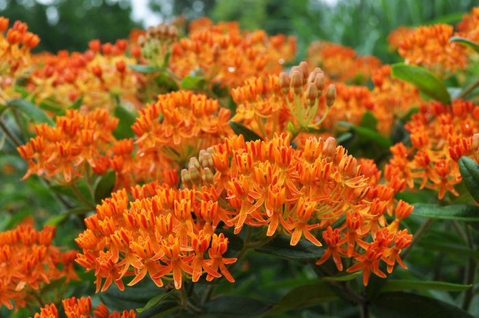 Cluster of vibrant orange flowering butterfly milkweed plants