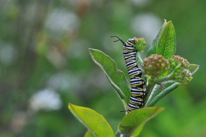 Closeup of a monarch caterpillar