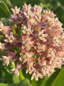 Pale pink flowering common milkweed