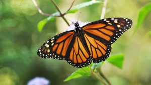 Picture of a monarch butterfly