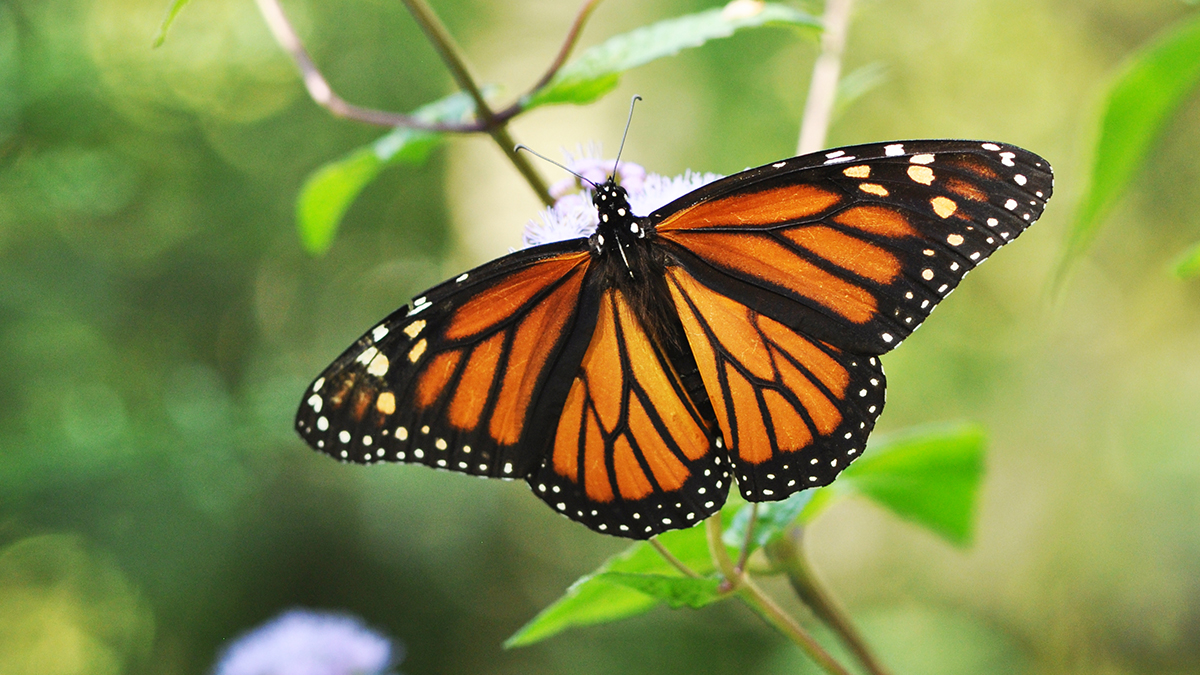 Closeup of a monarch butterfly