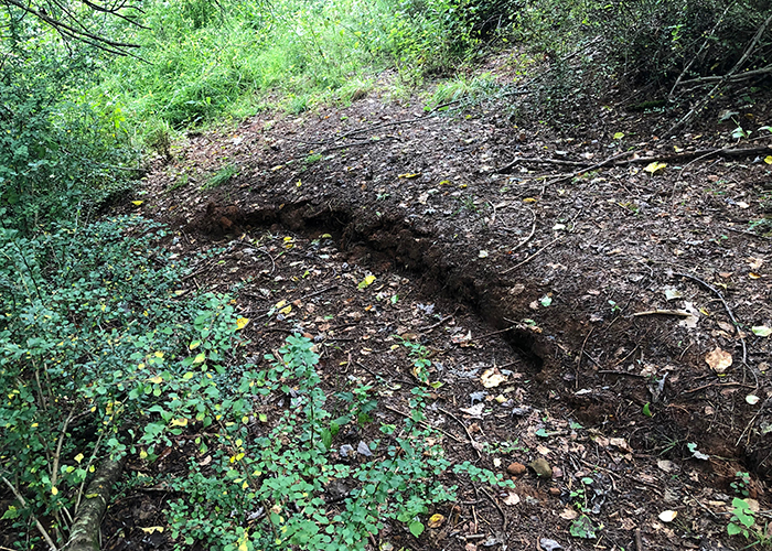 Dirt area in the woods showing a fault line.
