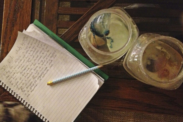A notebook and two jars of jellyfish specimens atop a wooden desk.