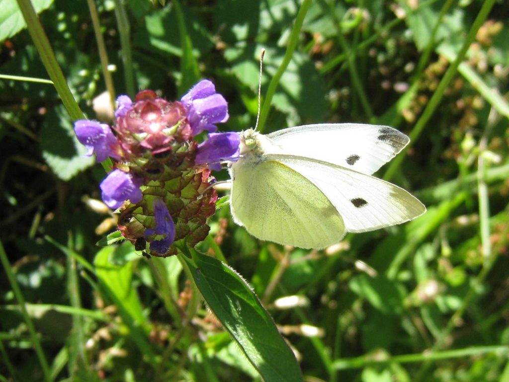 A cabbage white butterfly sits on a purple flower. The butterfly is mostly an opaque white with black-tipped wings.