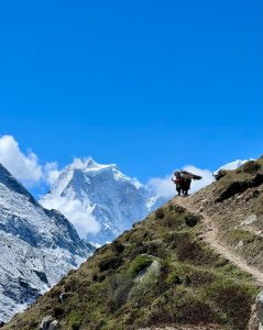 A yak traverses the side of a mountain.