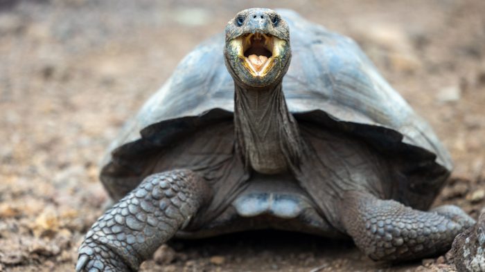 A tortoise opening its mouth