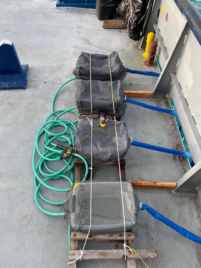 Four plastic tubs covered in tarps and mesh of varying opacities are lined up on a wooden pallet on the boat, each connected to blue tubing on one end and a garden hose on the other.