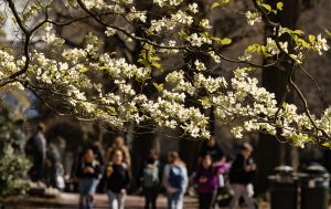 Branches of a tree with white blossoms in focus, students walking across campus blurred in background.