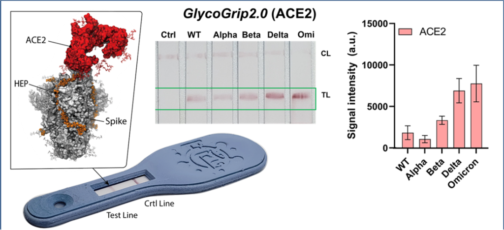 A graphic showing the GlycoGrip universal sensor for all SARS-CoV-2 variants. 