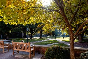 A student sits on a bench overlooking the fall leaves and Wilson Library from the steps of South Building.