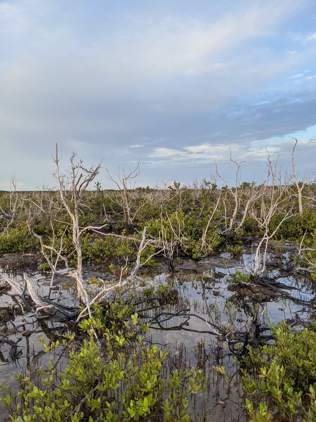 The Florida marshlands