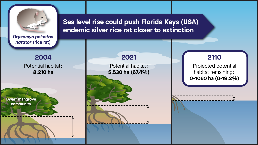 Graphic shows an illustration of a silver rice rat and dimensions showing sea level rise. The words "Sea level rise could push Florida Keys endemic silver rice rat closer to extinction" are written on the graphic.