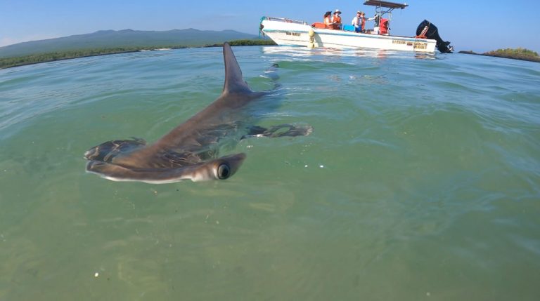 A juvenile scalloped hammerhead shark at the surface of the water, a boat and the mountainous landscape visible in the background.