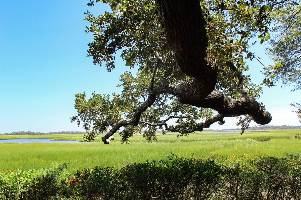 A beautiful old tree stretches its branches toward the marsh on the island.