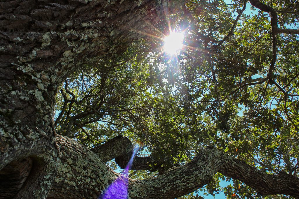 Sun shines through a big tree on Bald Head Island in the maritime forest. photo by Jess Abel