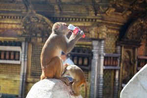 A monkey sits near the temple and drinks a soda.