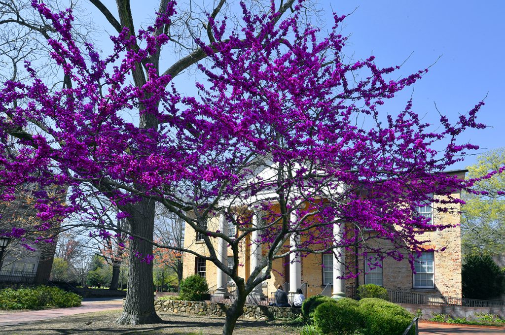 Pink spring flowers sprout from a tree in front of a building on the UNC campus. (photo by Donn Young)